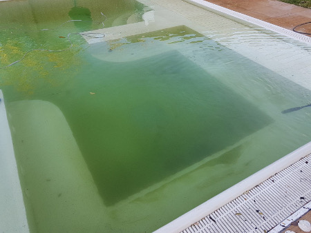 acqua della piscina verde