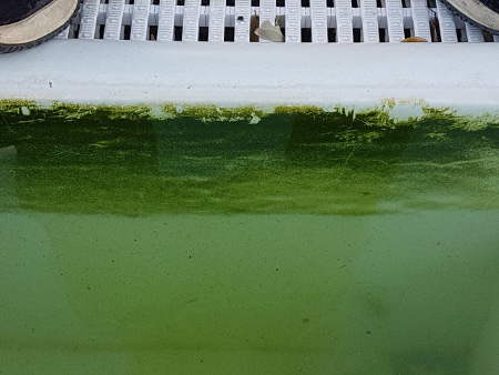 alghe in piscina